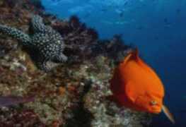 Garibaldi and starfish