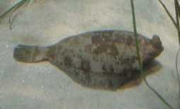 Halibut