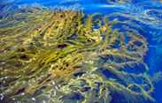 Floating kelp fronds