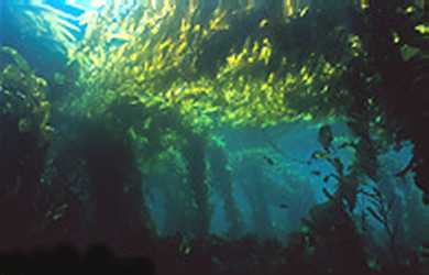 Kelp forest