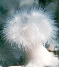 Metridium senile