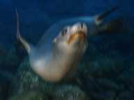 Sea lion