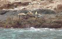 Sea Lions
