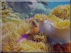 Sea anemones at Jubilee Shoal