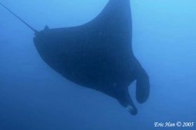 The lone manta glided away