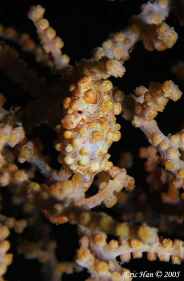 Yellow Pygmy Seahorse at Derawan Lighthouse