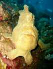 Frogfish
