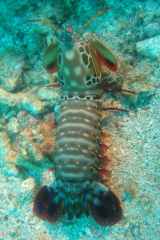 Mantis shrimp