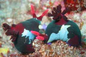 Nembrotha sp.