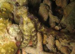 Blue-ringed Octopus