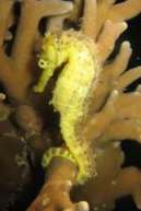 Sea horse