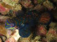 Mandarin Fish
