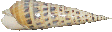 --
